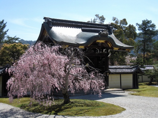勅使門の桜.jpg