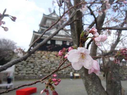 城内の桜.jpg
