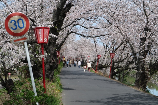 堤防の桜.jpg