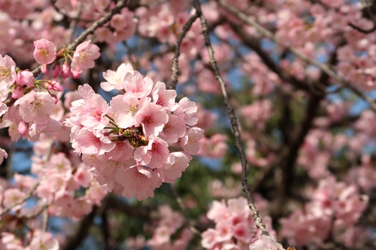 早咲き桜.jpg