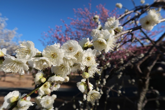 梅の開花.jpg