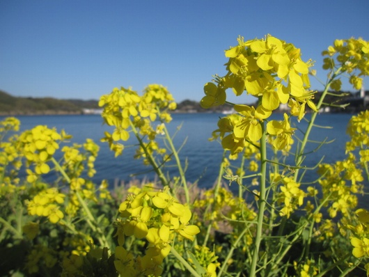 湖岸の花.jpg